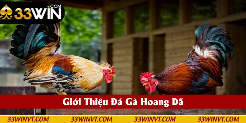 Nội dung giới thiệu đá gà hoang dã nhà cái