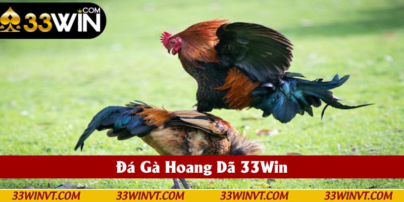 Đá Gà Hoang Dã 33Win