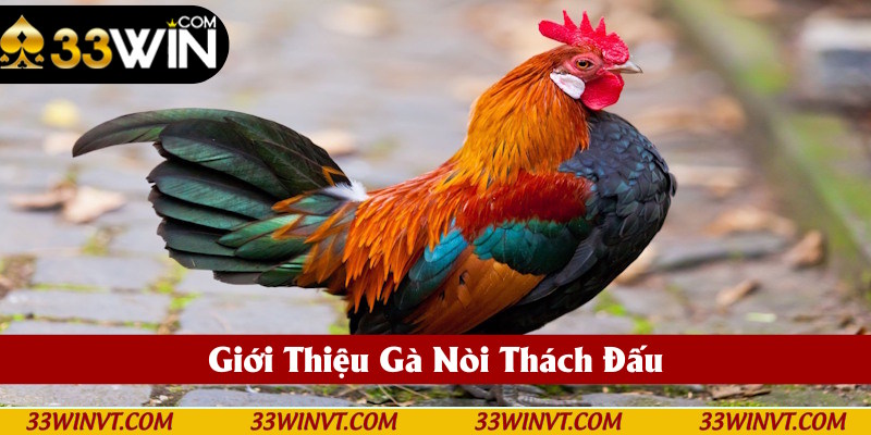 Định nghĩa rõ ràng về gà nòi thách đấu