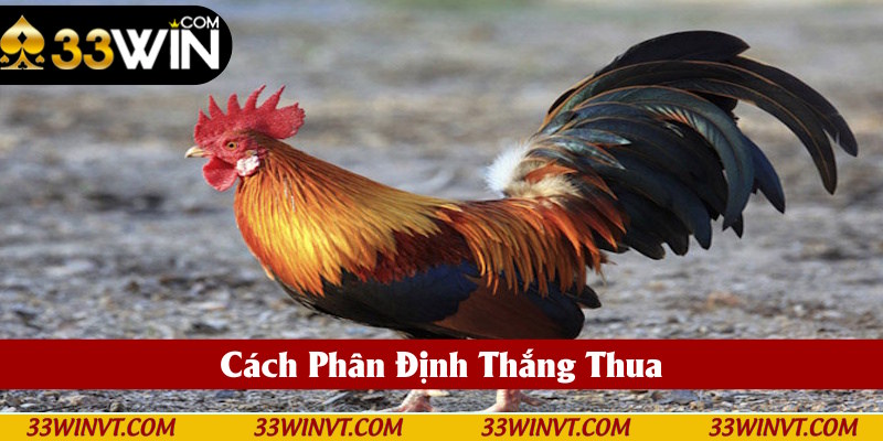 Gà nòi thách đấu quy định rõ thắng thua
