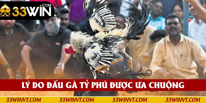 Lý do hình thức đấu gà được ưa chuộng